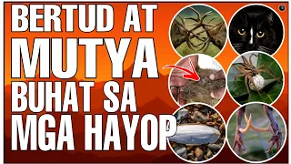 MGA BERTUD AT MUTYA BUHAT SA MGA HAYOP | MGA URI NG MUTYA SA PILIPINAS | Bhes Tv