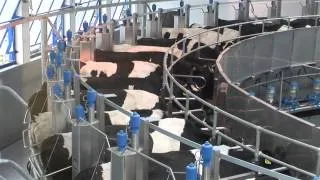 Доильный зал "Карусель" от "Унибокс" (технология Dairymaster)