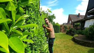 Owners NEEDED Someone To Trim Four Small, NOT Heavily OVERGROWN Laurel Hedges