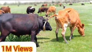 11 June 2023 Summer love between Bull and cow. || Village Animals ||#cowslover