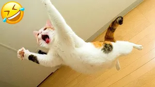 Новые смешные животные 😂 Самые смешные видео о кошках и собаках 😹🐶 Часть 9