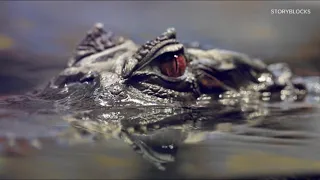Elderly woman killed by alligator