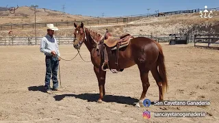 Visita a Ganadería San Cayetano 2023 - Potrillada disponible - Parte 2