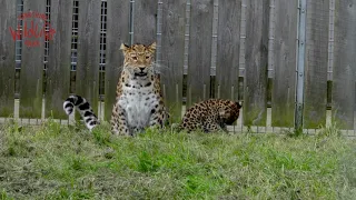 Leopard Cub First Outing