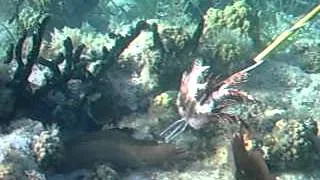 Teaching an eel to eat the invasive lionfish