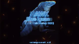 HAWK - BLUE IGUANA (STAiF Club Mashup 2k23)