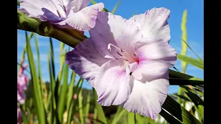 When should you dig GLADIOLUS and how to properly preserve them in winter? #subtitles #flowers