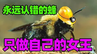 【木蜂】不要再把它认成熊蜂啦!在木头里过的独居生活|The life of a carpenter bee