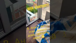 Змея на балконе жилого дома в Анапе 😳 #анапа #змеи