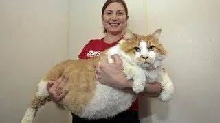 Fattest Cat in the World: Massive Moggie Garfield Takes The Title Of World's Fattest Cat