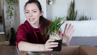 *Plant collective - 2020 Unboxing*