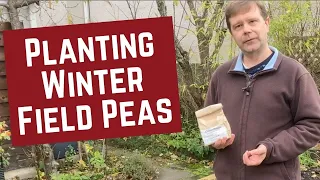 How to Plant Winter Field Peas as a Quick and Easy Cover Crop