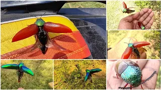 Flying Sound Of Different Jewel Beetles 🪲🐞