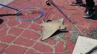 Bedok Jetty, Eagle Ray, catch and release