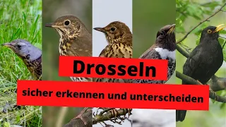 Alle Drosseln Deutschlands und Mitteleuropas sicher und einfach bestimmen