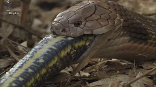 King cobra easily swallows the rat snake in whole | Cobra Mafia