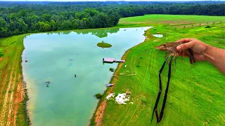 Draining the Prawn Pond! (Big Surprise)