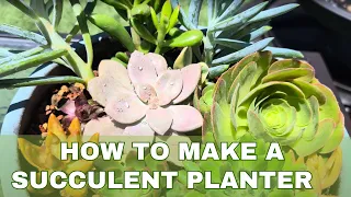 DIY Succulent Planter Tutorial: Easy Steps for a Stunning Indoor Garden! 🌵😊