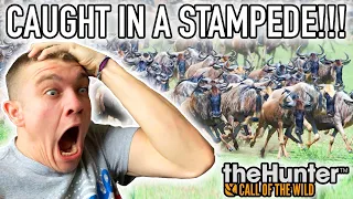 CAUGHT IN A WILDEBEEST STAMPEDE! Hunter Call of the Wild Pt.45 - Kendall Gray