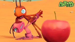 Ants Mirage 🍰🍒 | ANTIKS | Funny Cartoons For All The Family!