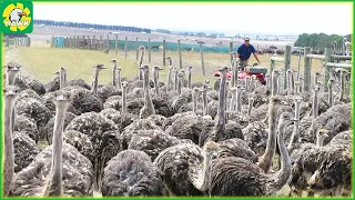 Ostrich Farming 🦩 How African Farmers Raise Millions of Ostrich| Ostrich Leather Processing Factory