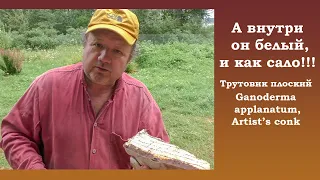 А внутри он белый, ... и как сало!!! Трутовик плоский - Ganoderma applanatum, Artist's conk