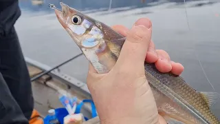 Pesca de PEJERREY-Lago San Roque-Cordoba