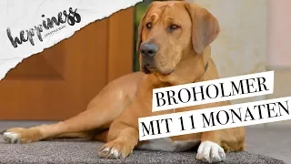 Mein 11 Monate alter Broholmer Rüde Sir Leopold | Heppiness Blog