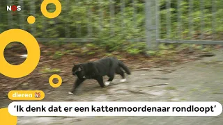 Verdrietig mysterie: vaak dode katten gevonden in Lelystad