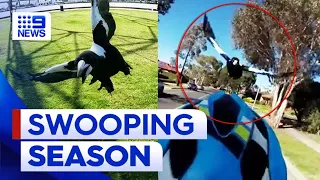 Man in need of eye surgery after being swooped by magpie | 9 News Australia