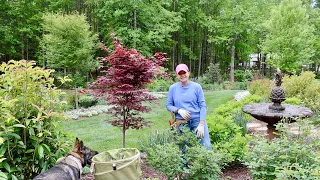 How To Prune Forsythias & Lilacs Plus a Sweet New Annual