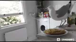 Наглая чайка ворует еду прямо из кухни