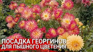 Посадка георгинов для пышного цветения