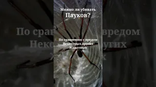 Можно ли убивать Пауков?