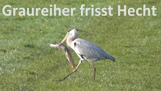 Graureiher frisst Hecht / heron eats pike