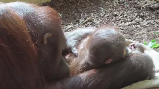 Baby Orangutan with her mom enjoying Spring sun in Vienna ZOO