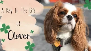 A Day In The Life of Clover ☘️ The Cavalier King Charles Spaniel 🐶