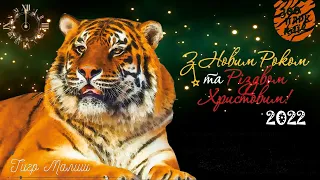 Новий рік Тигра у Київзоо | КИЇВСЬКИЙ ЗООПАРК
