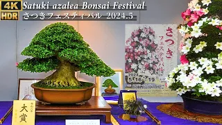 Satuki Azalea Bonsai Festival 2024 ~Japanese Bonsai Expo~ [4K HDR]