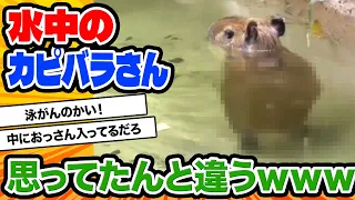 【2ch動物スレ】水の中を歩くカピバラさんが可愛すぎるwwwwwwww