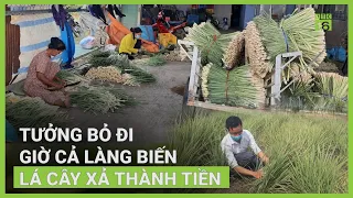 Cả làng biến lá sả thành tiền | VTC16