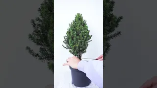 How to make a Bonsai