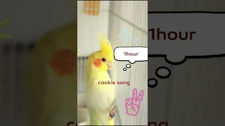 whisle cookie song 🍪#birdtraining  #cockatiel