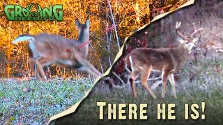 Bow Hunting: No Hesitation, Take The Shot (#269) @GrowingDeer.tv