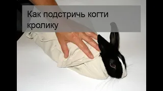 Как подстричь когти кролику