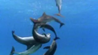 Bottlenose Dolphin Gang Rumble | National Geographic