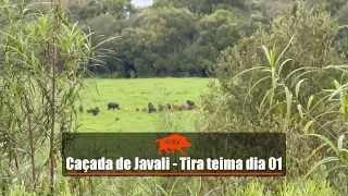 Caçada de javali - Tira teima dia 01