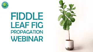 The Ultimate Fiddle Leaf Fig Propagation Webinar | Fiddle Leaf Fig Plant Resource Center
