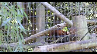 Baby Red Panda Spot Thieves