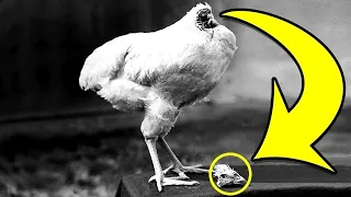 This HEADLESS Chicken Lived For 18 Months - Fact Show 3